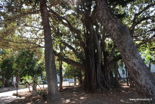 Ficus villa Mazzini Messina